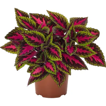 Semeno Lukon Glads Coleus Main Street RUBY ROAD - okrasná kopřiva