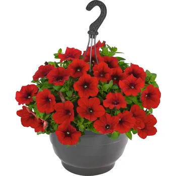 Semeno Lukon Glads Petunia Potunia RED - petúnie