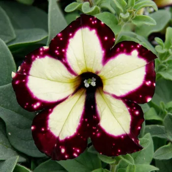 Semeno Lukon Glads Petunia BURGUNDY SKY - petúnie