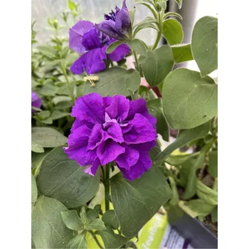 Semeno Lukon Glads Petunia Origami MARINE - plnokvěté petúnie