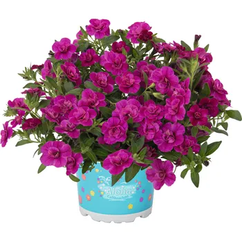 Semeno Lukon Glads Million bells MiniFamous Oro DOUBLE MAGENTA - calibrachoa