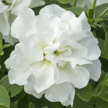 Semeno Lukon Glads Petunia Origami WHITE - plnokvěté petúnie