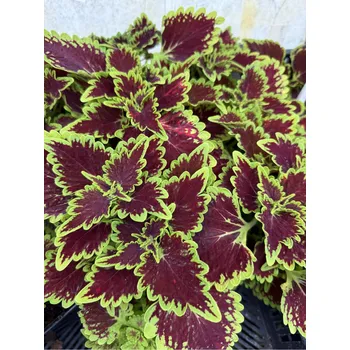 Semeno Lukon Glads Coleus Main Street BOURBON STREET - okrasná kopřiva