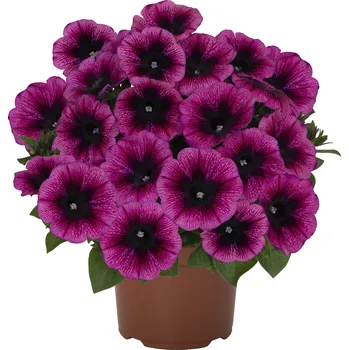 Semeno Lukon Glads Petunia Sweetunia PURPLE GEM - petúnie