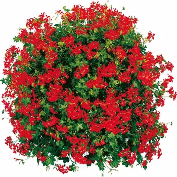 Semeno Lukon Glads Muškáty Jednoduché Převislé