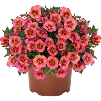 Semeno Lukon Glads Million bells Tik Tok ORANGE - calibrachoa