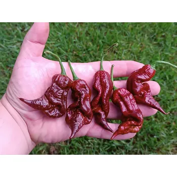 Semeno chilli-semena T-Rex Chocolate