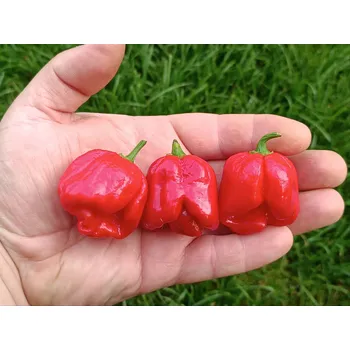 Semeno chilli-semena Haruga Red