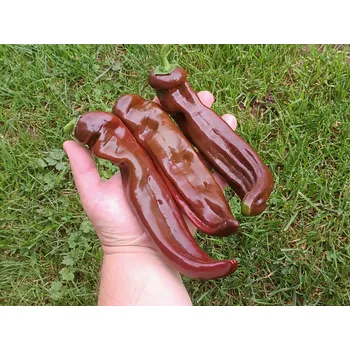 Semeno Chilli-semena chilli Ramiro Chocolate