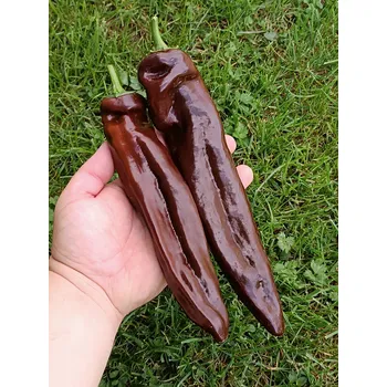 Semeno Chilli-semena chilli Palermo Chocolate