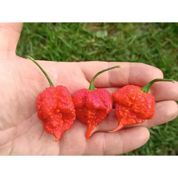 Semeno chilli-semena Hurt Berry