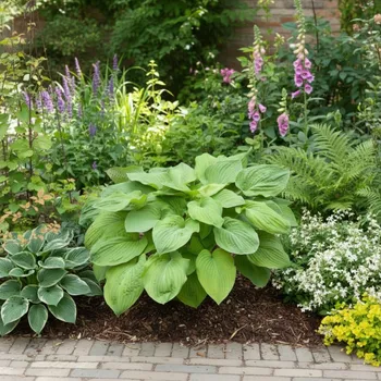 Semeno Bohyška 'August Moon' 1 ks