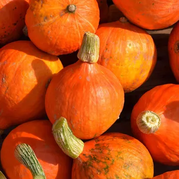 Semeno BIO Dýně Uchiki kuri - Cucurbita maxima - bio osivo dýně - 5 ks