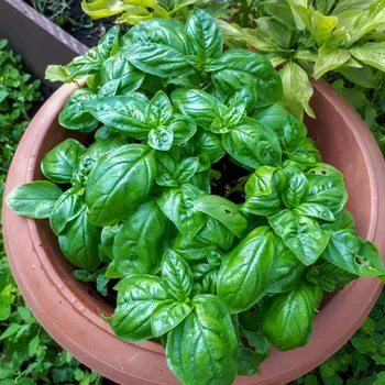 Semeno Semena bazalky Prospera - výsevný disk - 5&nbsp;ks