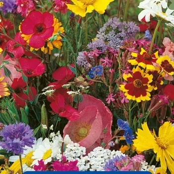 Semeno Květinová směs - Americké venkovské květiny - osivo Kiepenkerl - 1&nbsp;ks