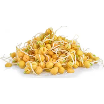 Semeno Biomiska hrách cukrový semínka na klíčení 50 g