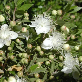 Semeno Myrta obecná - Myrtus communis - osivo myrty - 5 ks