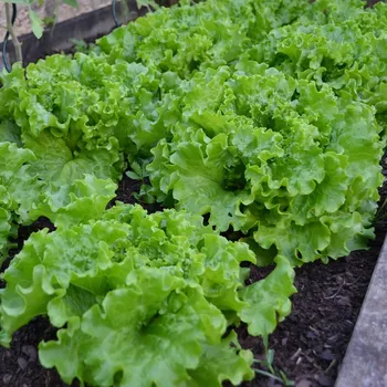 Semeno BIO Salát hlávkový Maikönig - Lactuca sativa - bio osivo salátu - 100 ks