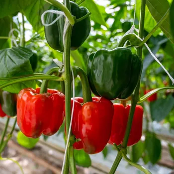 Semeno BIO Paprika Quadrato d Asti Rosso - Capsicum annuum - osivo papriky - 8&nbsp;ks