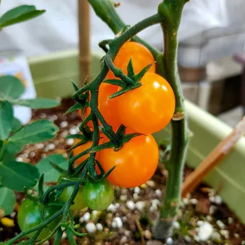 Semeno Rajče Sungold F1 - Solanum lycopersicum - osivo rajčat - 6 ks