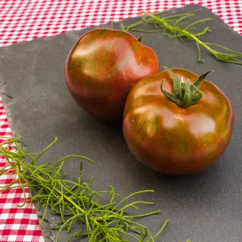 Semeno BIO Rajče Black Zebra - Solanum lycopersicum - bio osivo rajčat - 7 ks