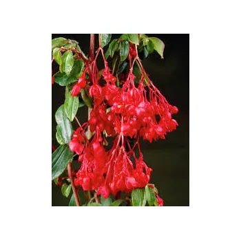 Begonie fuchsiová (převislá) červená