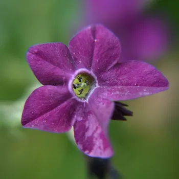 Semeno Tabák okrasný vonící Deep purple F1 - Nicotiana - osivo tabáku - 50 ks
