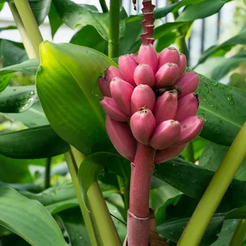 Semeno Banánovník Velutina - Musa velutina - osivo banánovníku - 3 ks