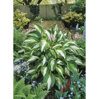 Semeno Bohyška 'Mediovariegata' 1 ks