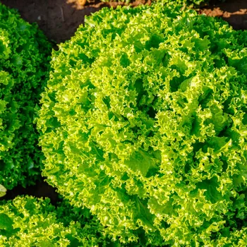 Semeno BIO Salát listový Lollo Bionda Limeira - Lactuca sativa - bio osivo salátu - 20&nbsp;ks