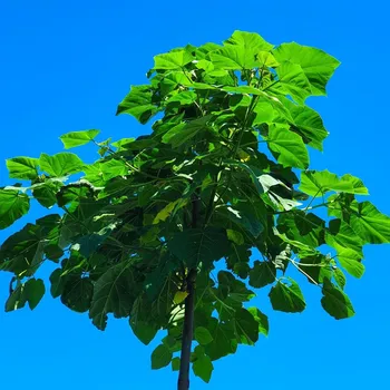 Semeno Paulovnie Shan Tong - Paulownia Shantong hybrid - osivo paulovnie - 15 ks