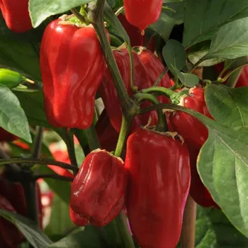 Semeno Paprika Sweet Heat F1 - Capsicum annuum - osivo papriky - 6&nbsp;ks