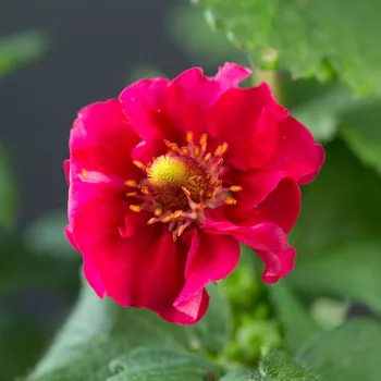 Semeno Jahodník Summer Breeze Rose F1 - Fragaria ananassa - osivo jahodníku - 10 ks