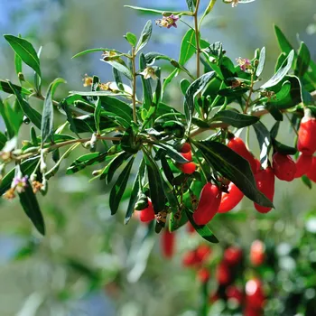 Sušené ovoce BIO Kustovnice čínská - Goji - Lycium chinense - bio osivo kustovnice - 5 ks