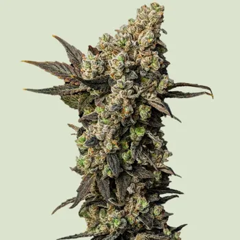 Semeno Royal Queen Seeds - Astro Lemonade F1 3 ks