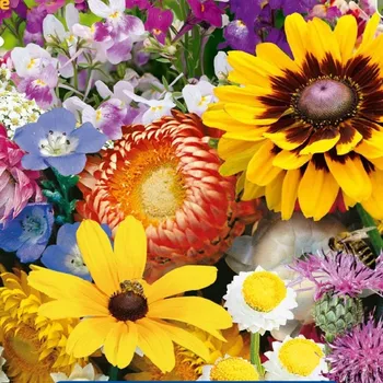 Semeno Květinová směs pro zahradní suché kouty - osivo Kiepenkerl - směs letniček - 1 ks