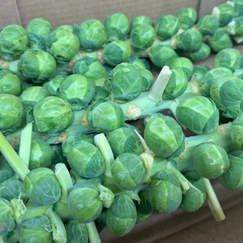 Semeno BIO Kapusta růžičková Igor F1 - Brassica oleracea - bio osivo kapusty - 20 ks