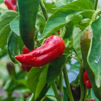 Semeno BIO Paprika Sweet Dreams - Capsicum anuum - bio osivo papriky - 10 ks