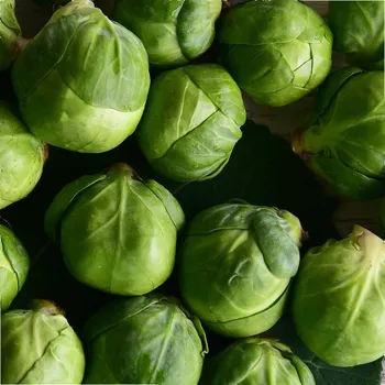 Semeno BIO Kapusta růžičková Nautic F1 - Brassica oleracea - bio osivo kapusty - 20 ks