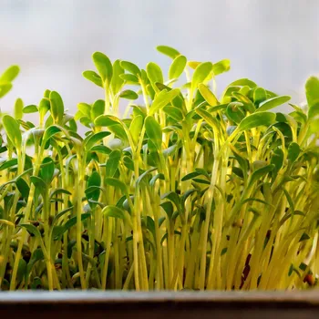 Semeno Semena řeřichy Cresto - výsevný disk - 5 ks