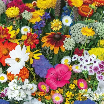 Semeno Květinová směs - Letní květinové kouzlo - osivo Kiepenkerl - 1&nbsp;ks