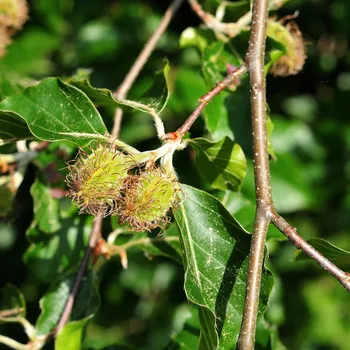 Semeno Buk lesní - Fagus sylvatica - osivo buku - 7 ks