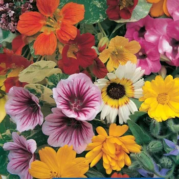 Semeno Směs květin - jedlé květy - osivo Kiepenkerl - směs letniček - 1 ks