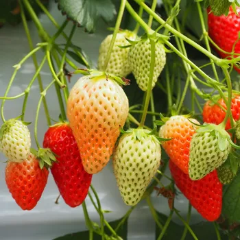 Semeno Jahodník stáleplodící Gasana F1 - Fragaria ananassa - osivo jahodníku - 10&nbsp;ks