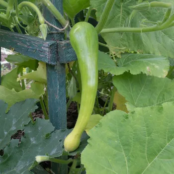 Semeno BIO Dýně muškátová Tromba d Albenga - Cucurbita moschata - bio osivo dýně - 6 ks