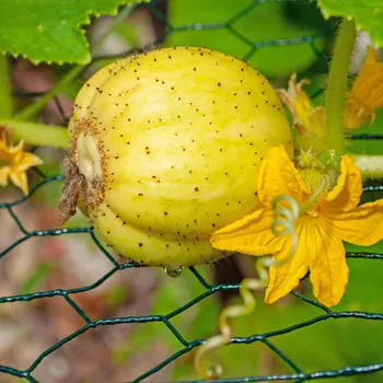 Semeno BIO Okurka Lemon - Cucumis sativus - bio osivo okurky - 8 ks