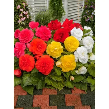 Sada pro pěstování plnokvětých begónií v závěsném květináči Barva begónie: Mix barev