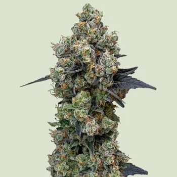 Semeno Royal Queen Seeds - Orbital Banana F1 3 ks