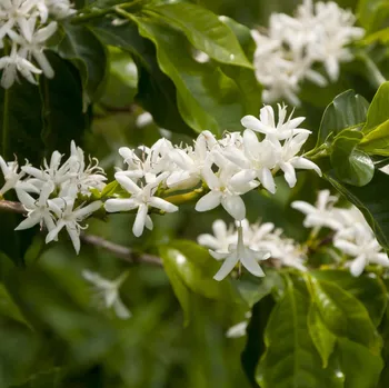 Semeno Kávovník arabský zakrslý 5 ks