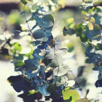 Semeno Eukalyptus Silver dollar - Blahovičník - Eucalyptus cinerea - osivo eukalyptu - 7 ks